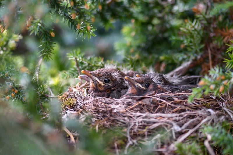 Phoenix Nests