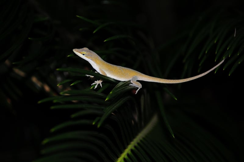 Garden Wildlife